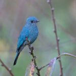 Verditer Flycatcher (image by Pete Morris)