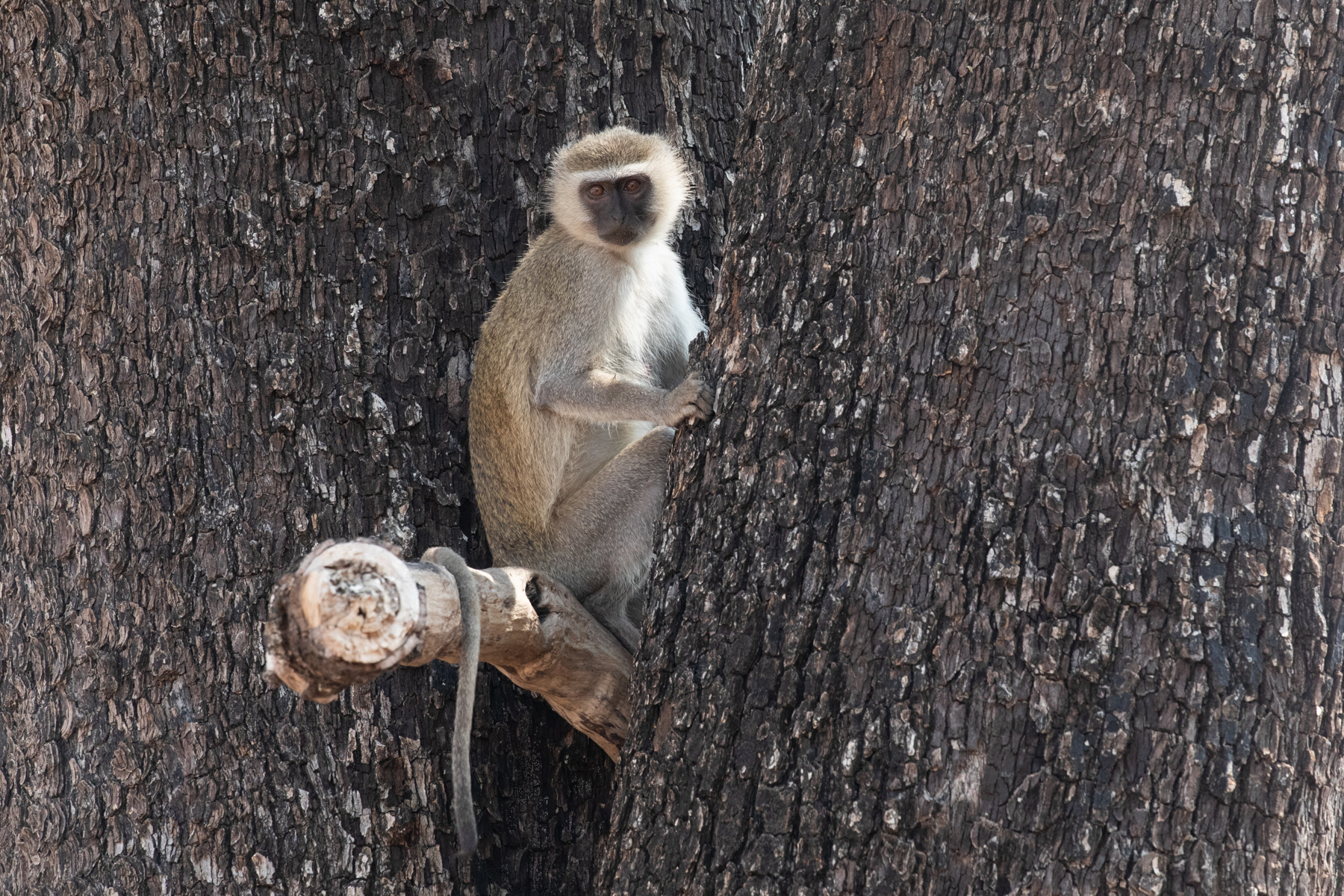 A shy Vervet Monkey appears from a gap in an ancient Ebony tree (image by Inger Vandyke)