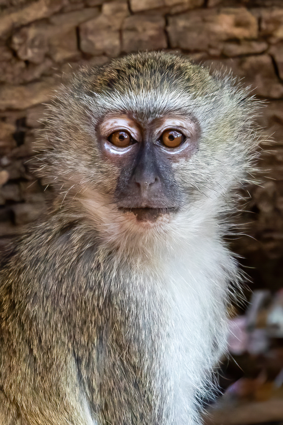 Close up of a cheeky Vervet Monkey (image by Inger Vandyke)
