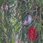 A Vietnamese Cutia enjoying the nectar of Callistemon flowers (image by Pete Morris)