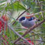 Vietnamese Cutia perched in a Callistemon bush (image by Pete Morris)