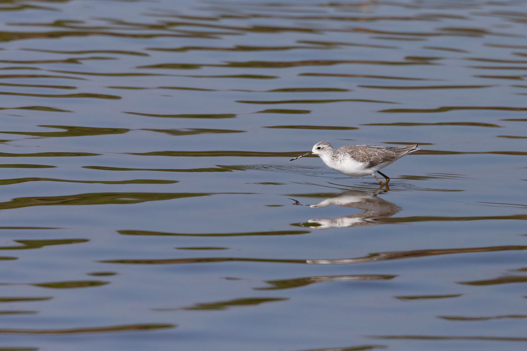 Marsh Sandpiper on the move in the shallows of the Luangwa River (image by Inger Vandyke)