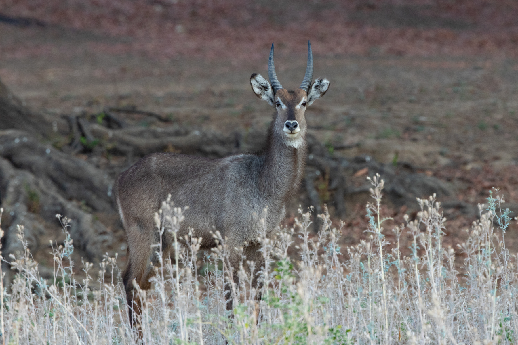 A stunning male Waterbuck in the herbal vegetation at the edge of the ebony forest (image by Inger Vandyke)