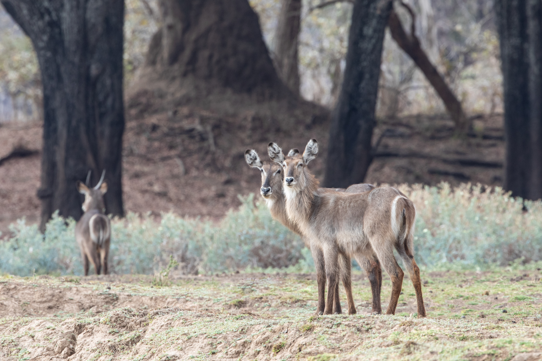 A Waterbuck trio in the ebony forest (image by Inger Vandyke)