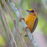 White-browed Piculet (image by Pete Morris)