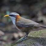 White-browed Scimitar Babbler (image by Pete Morris)
