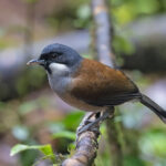 White-cheeked Laughingthrush (image by Pete Morris)