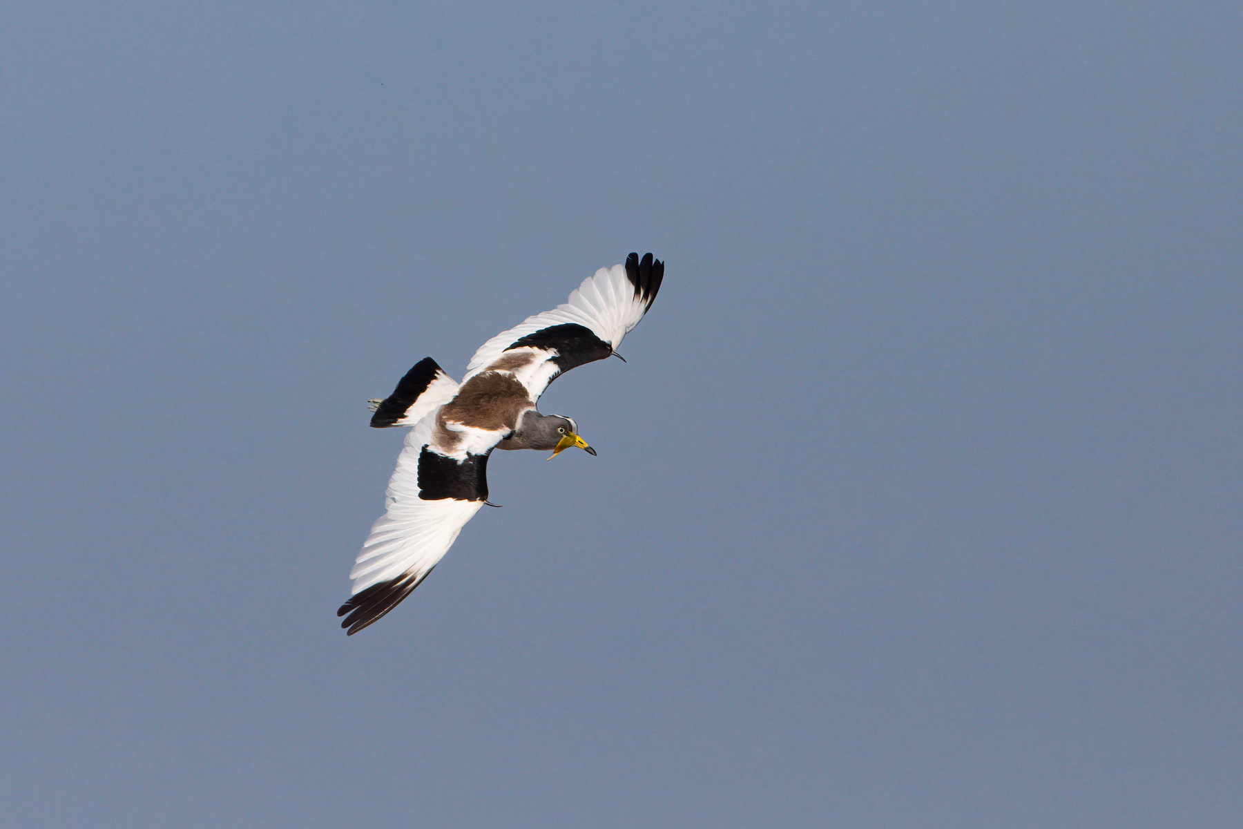 The Luangwa River is home to a plethora of water birds of which White-crowned Lapwings are one. Look at those wing spurs! (image by Inger Vandyke)