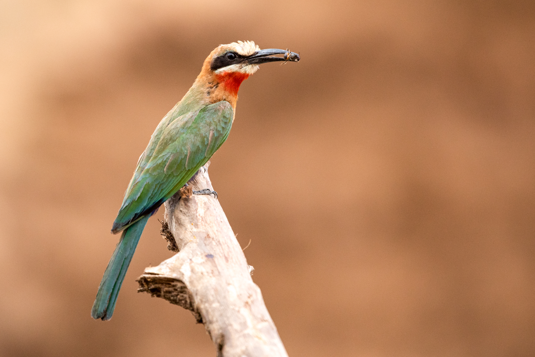 A White-fronted Bee Eater with its lunch of a bee! (image by Inger Vandyke)