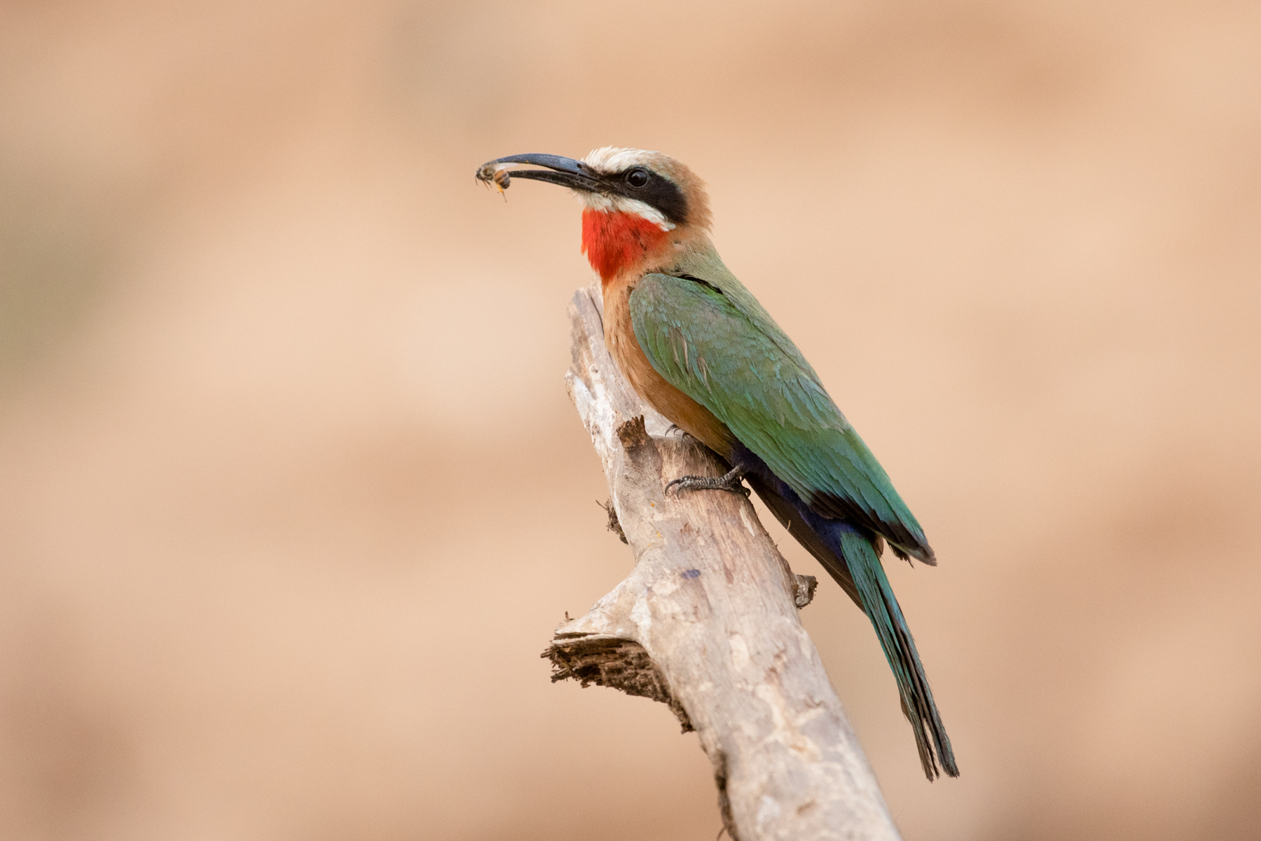 Pretty White-fronted Bee Eaters are just one of South Luangwas 730 or so bird species (image by Inger Vandyke)