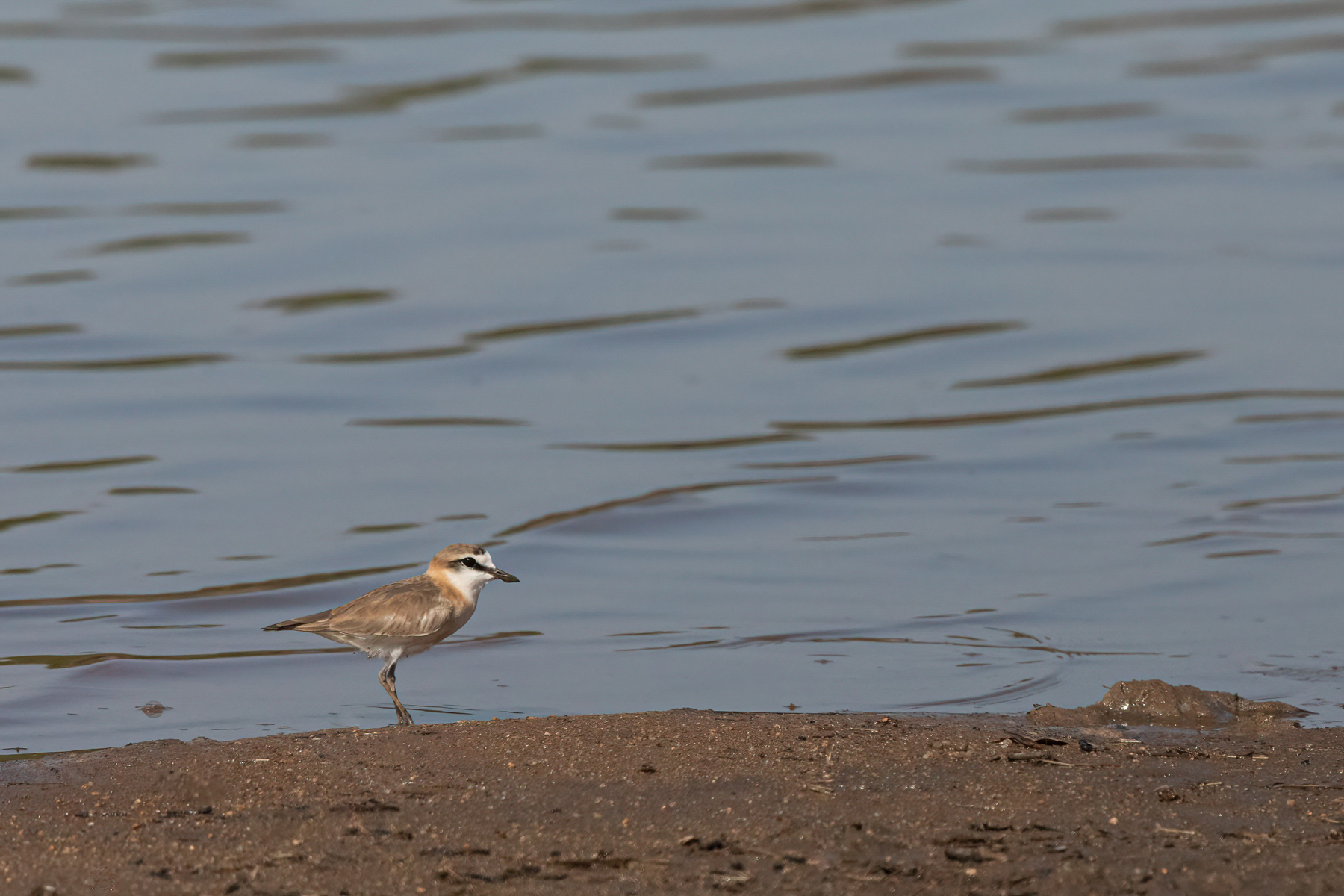 Cute little White-fronted Plovers are a regular resident of the Luangwa River shorelines (image by Inger Vandyke)