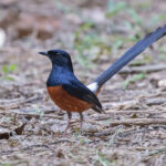 Look at that tail! Elegant White-rumped Shama (image by Pete Morris)