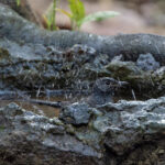 A White-rumped Shama taking a bath in a forest pool (image by Pete Morris)