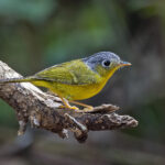 White-spectacled Warbler (image by Pete Morris)