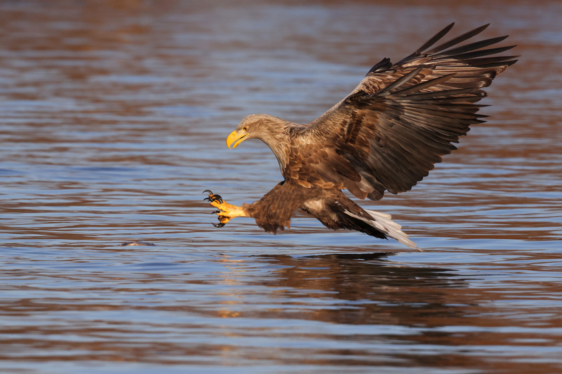 A White-tailed Eagle dives to grab a fish in the magical soft light of winter (image by János Oláh)