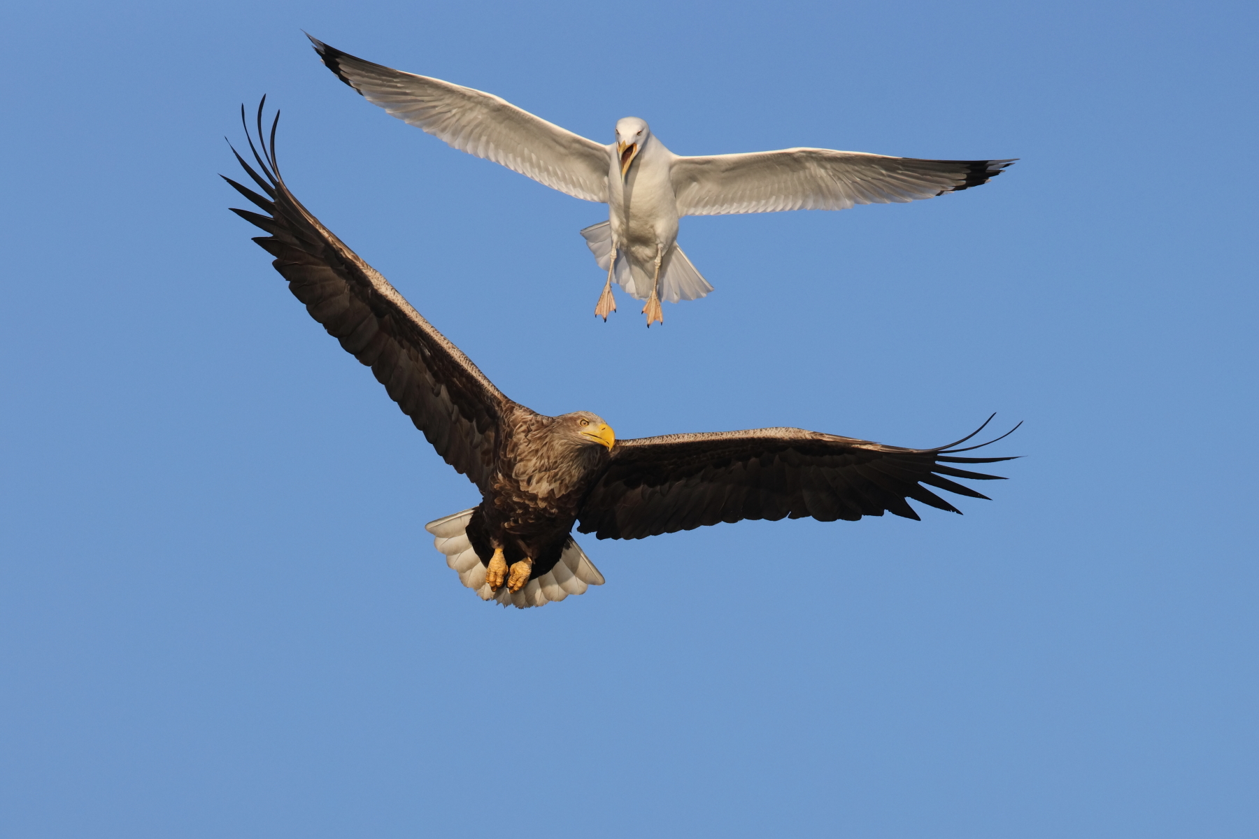 Aerial fight over a fish! (image by János Oláh)