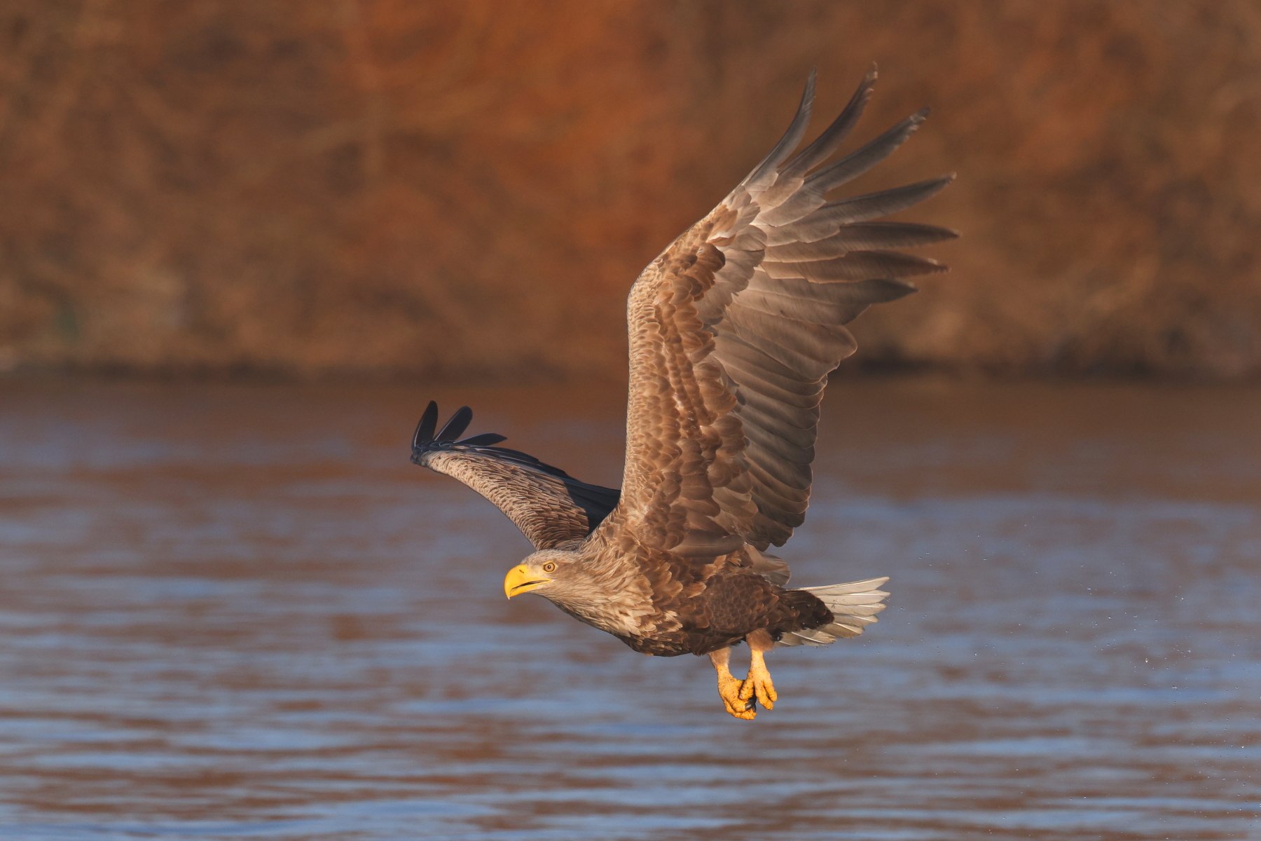 Romania's Danube Delta is one of Europe's hot spots for White-tailed Eagles (image by János Oláh)