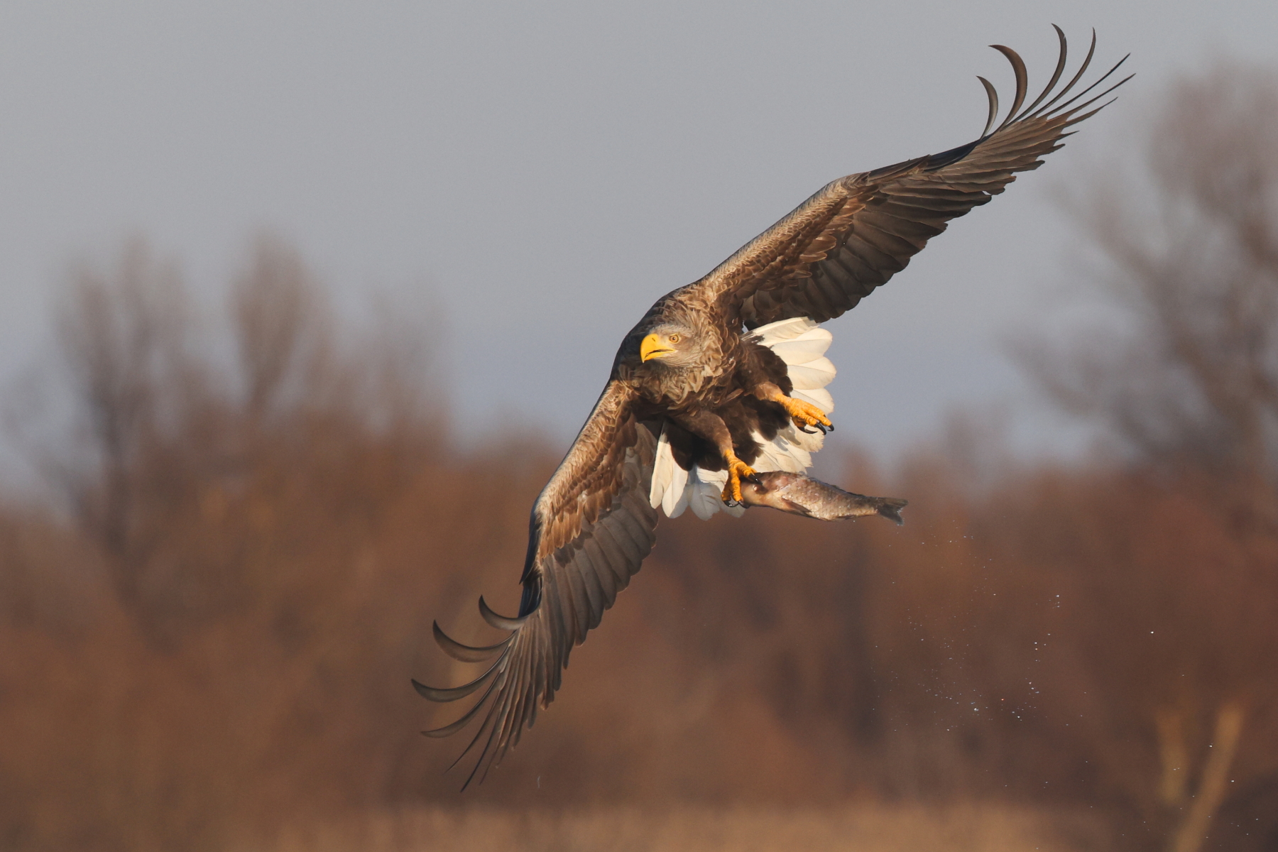 Fish for dinner! A White-tailed Eagle takes off with his catch in Romania (image by János Oláh)
