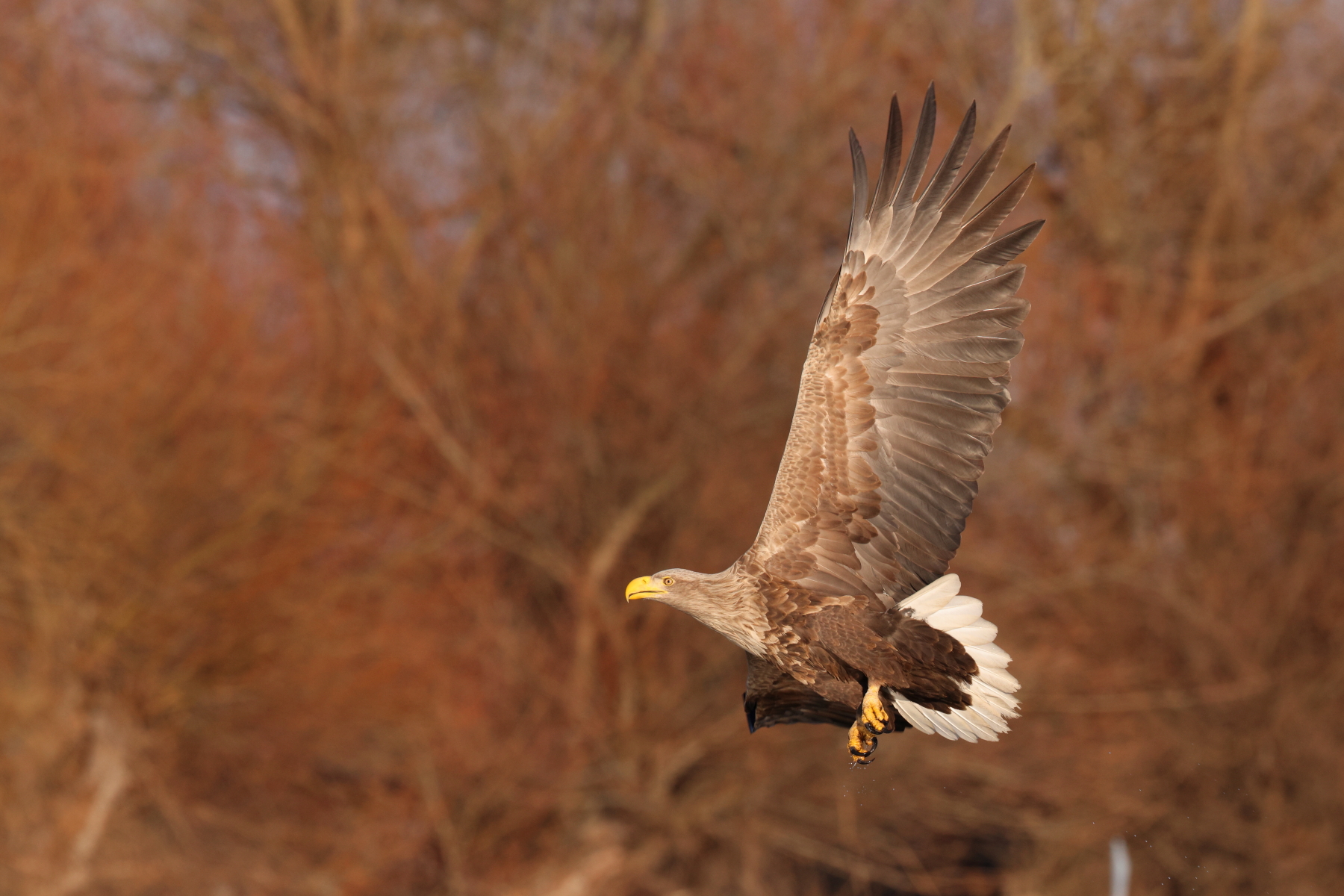 Stunning White-tailed Eagle flying past a backdrop of red winter woodlands in Romania (image by János Oláh)