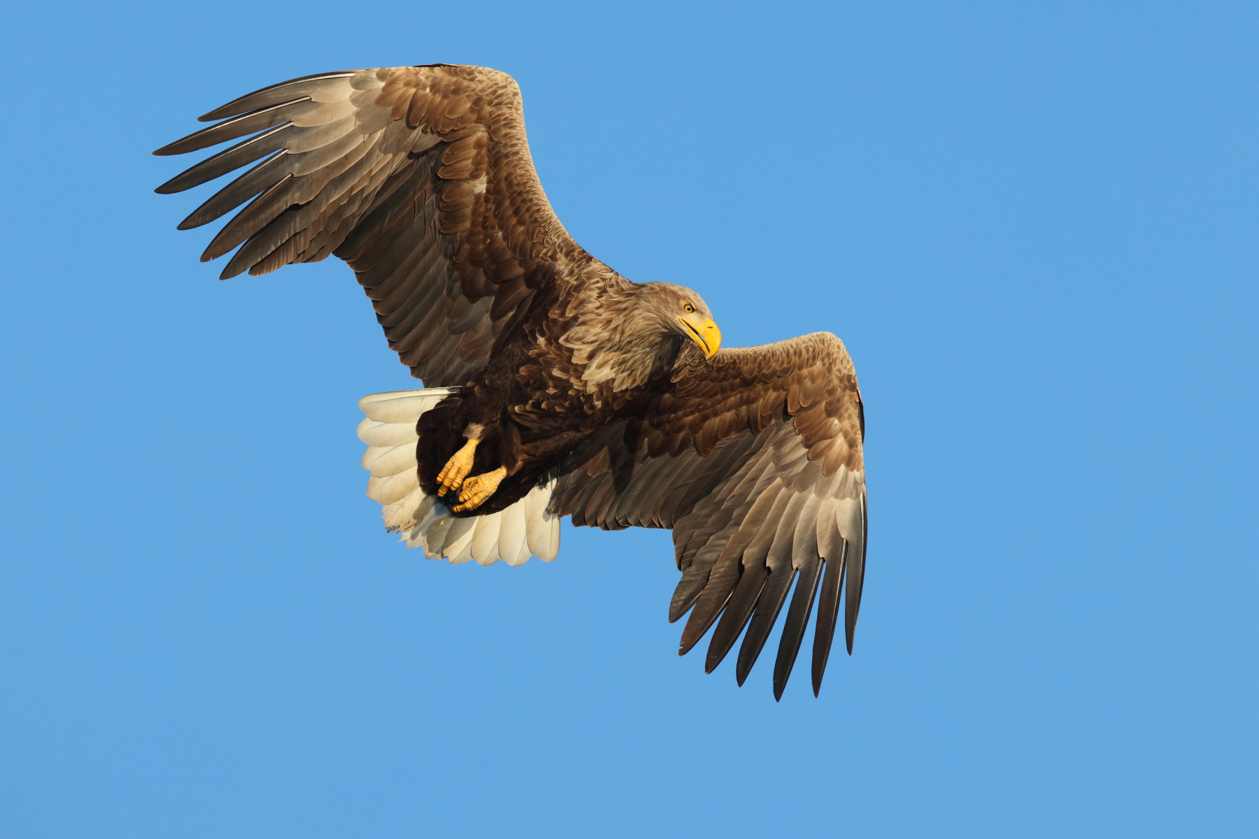 A White-tailed Eagle flies over the Danube Delta searching for prey (image by János Oláh)