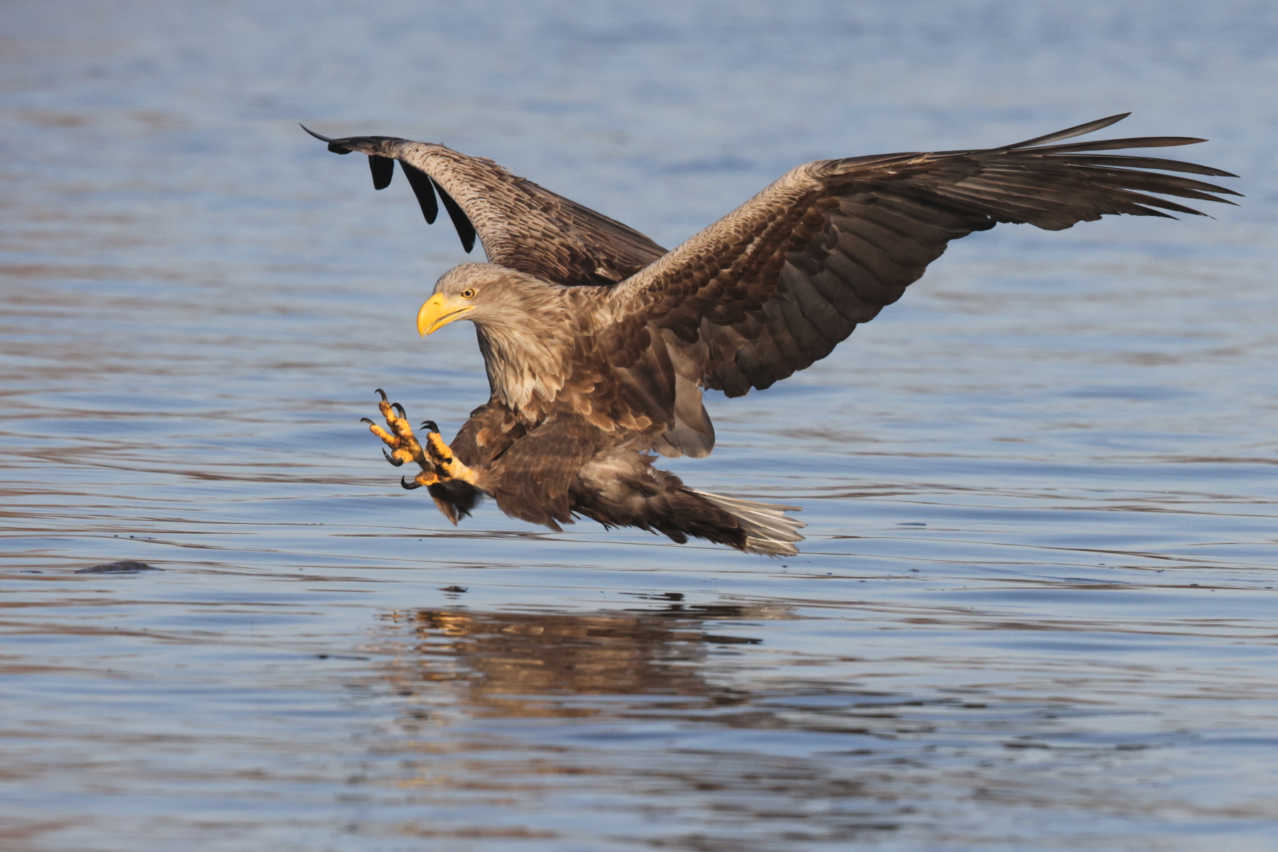 White-tailed Eagle coming in to land (image by János Oláh)