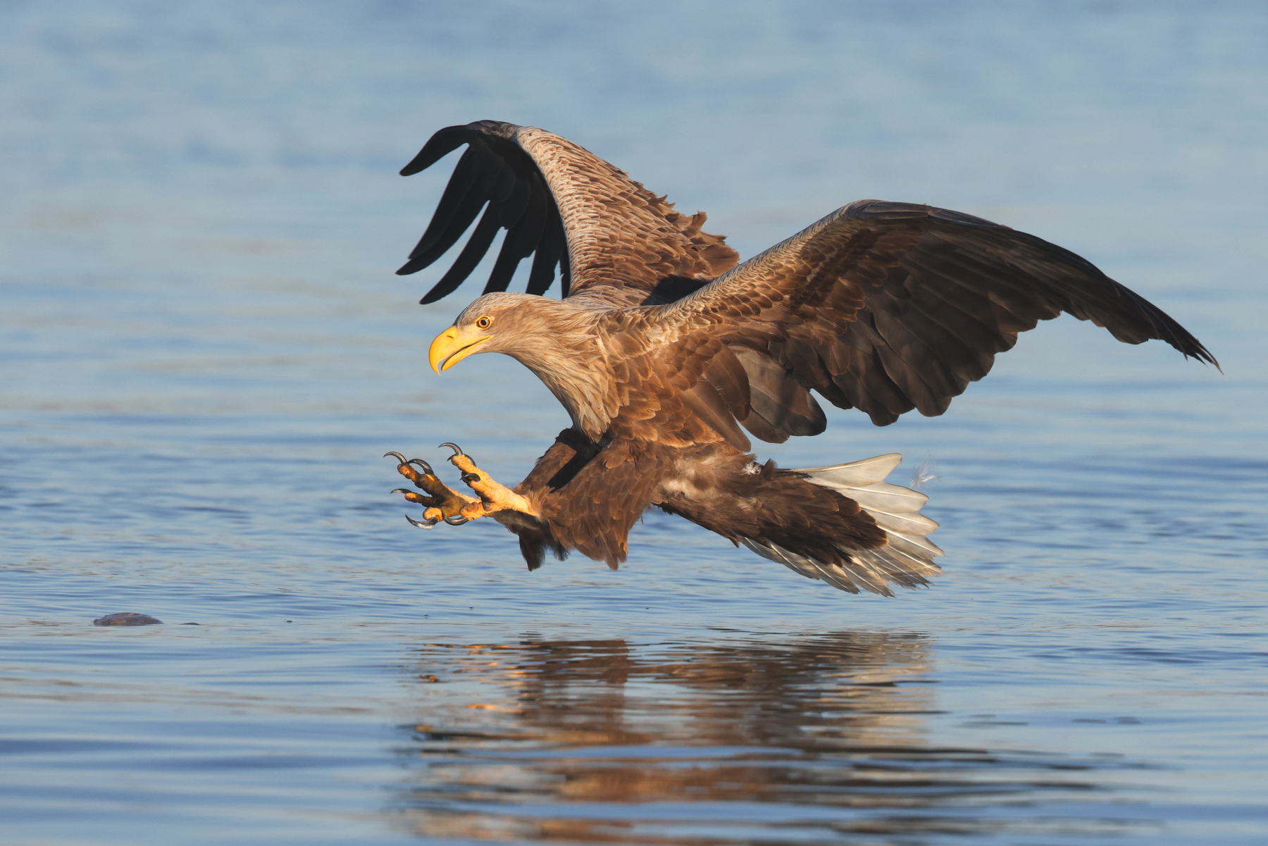 White-tailed Eagle landing (image by János Oláh)