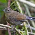 Female White-tailed Robin (image by Pete Morris)