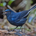 White-tailed Robins are very dapper with their indigo hues and white tail feathers (image by Pete Morris)