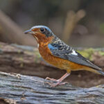 Portrait of a White-throated Rock Thrush (image by Pete Morris)