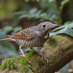 White-throated Rock Thrushes are normally very shy and difficult to photograph but from a hide they are a little less elusive (image by Pete Morris)