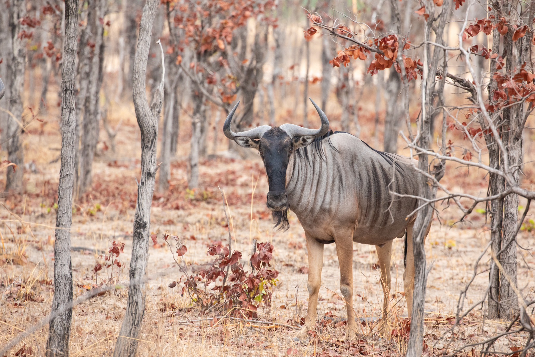 Blue Wildebeest in the beautifully contrasting mopane woodland of South Luangwa (image by Inger Vandyke)