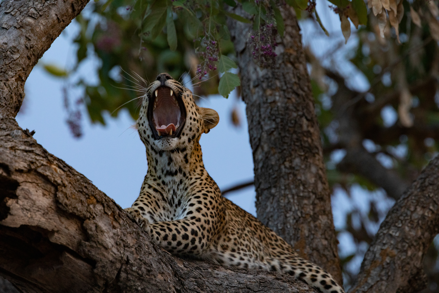 A yawning leopard at dusk (image by Inger Vandyke)