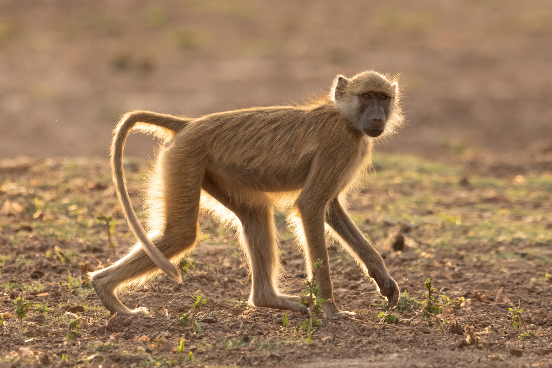 Backlit Yellow Baboon (image by Inger Vandyke)