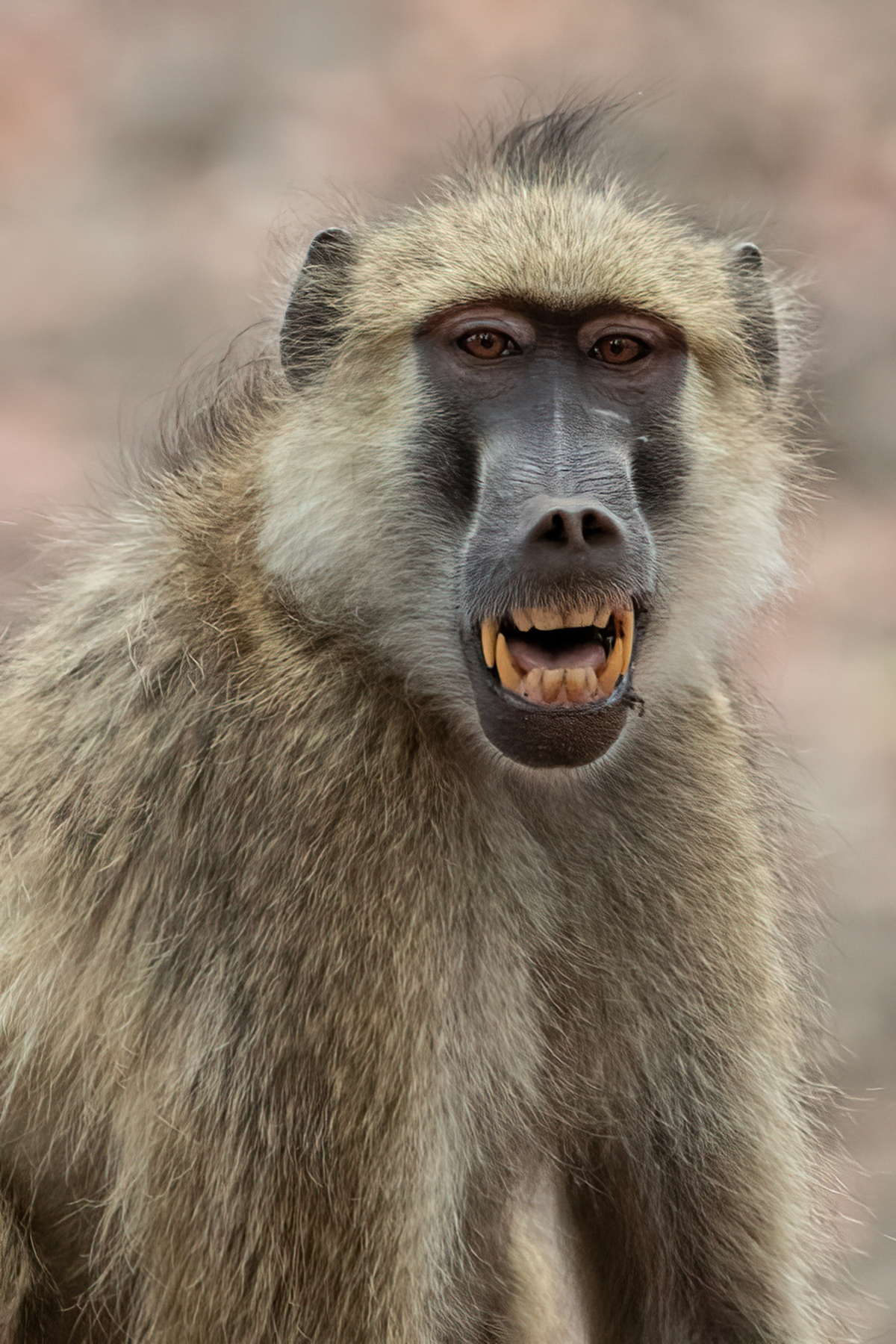Smiley Yellow Baboon (image by Inger Vandyke)