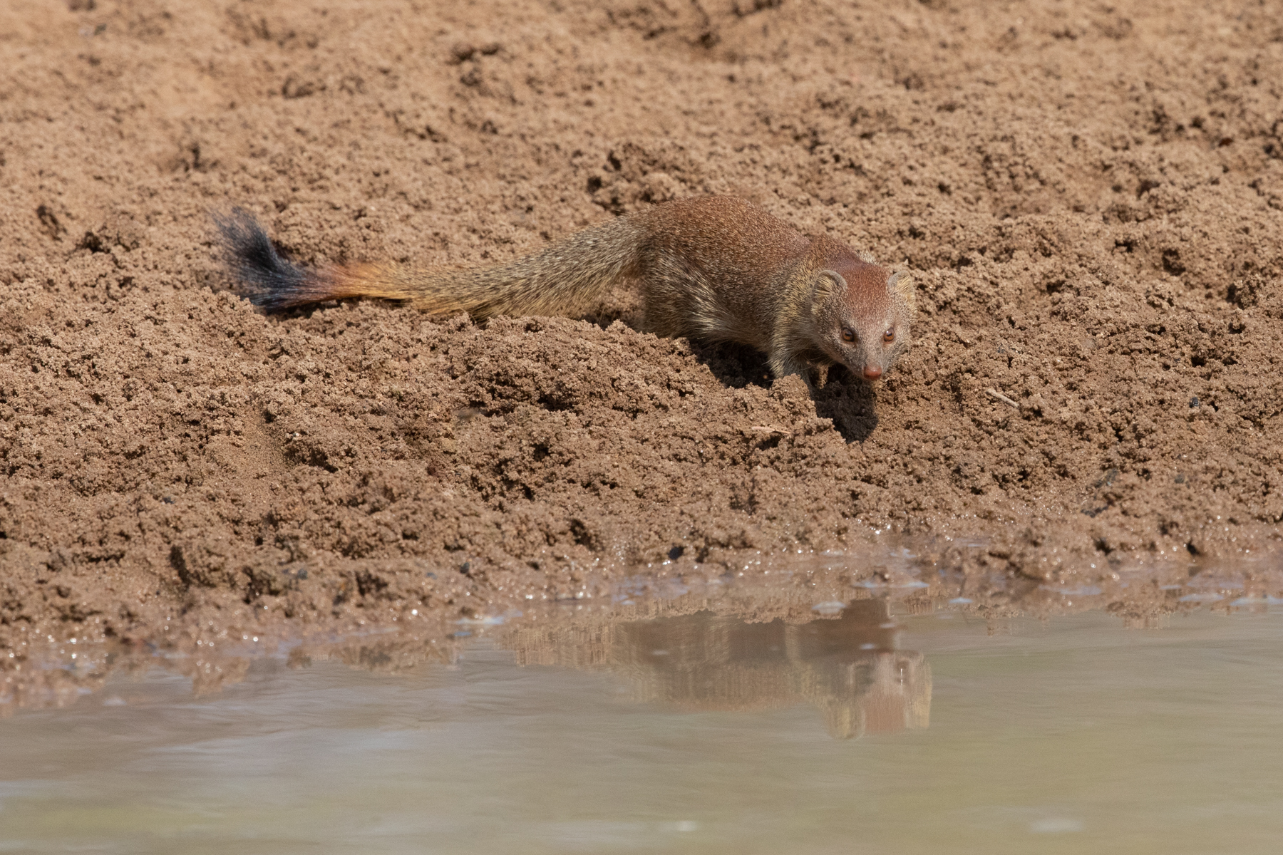 A Slender Mongoose approaches a pool to drink (image by Inger Vandyke)