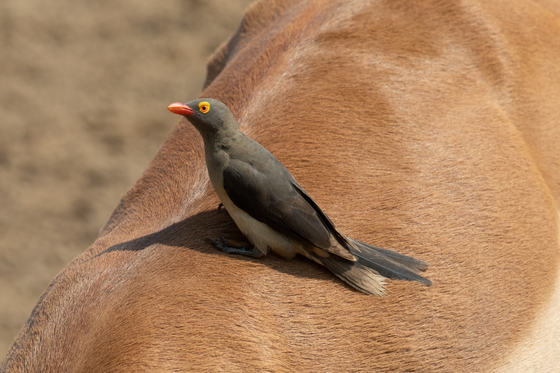A Red-billed Oxpecker 'lucks out' on potential feeding targets as the back of an Impala is too clean! (image by Inger Vandyke)