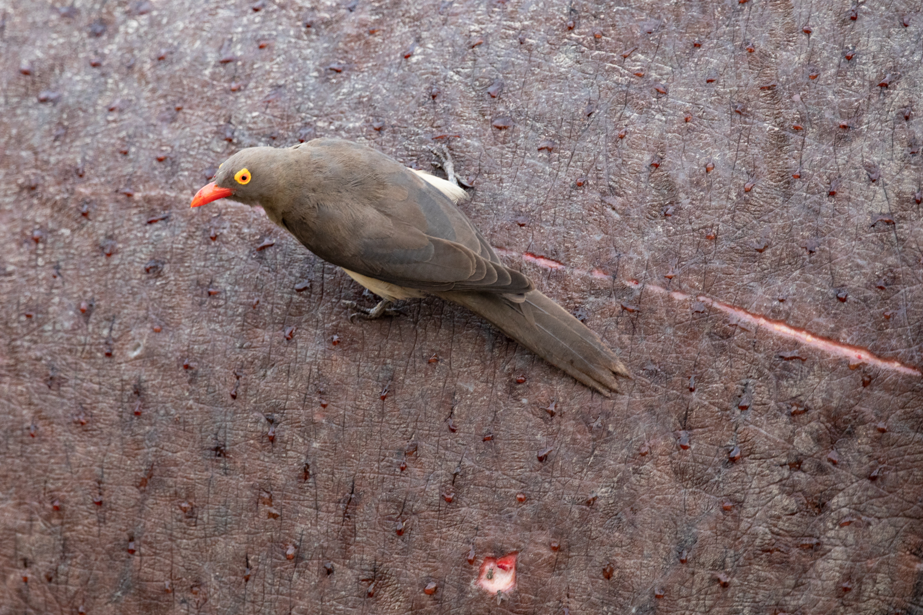 Close up of a Red-billed Oxpecker trying two work out if that hippo wound needs his attention (image by Inger Vandyke)