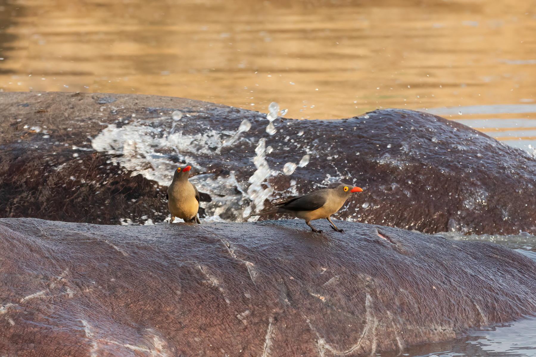 A pair of Red-billed Oxpeckers holding their own as a hippo tries to get them off by splashing water at them! (image by Inger Vandyke)