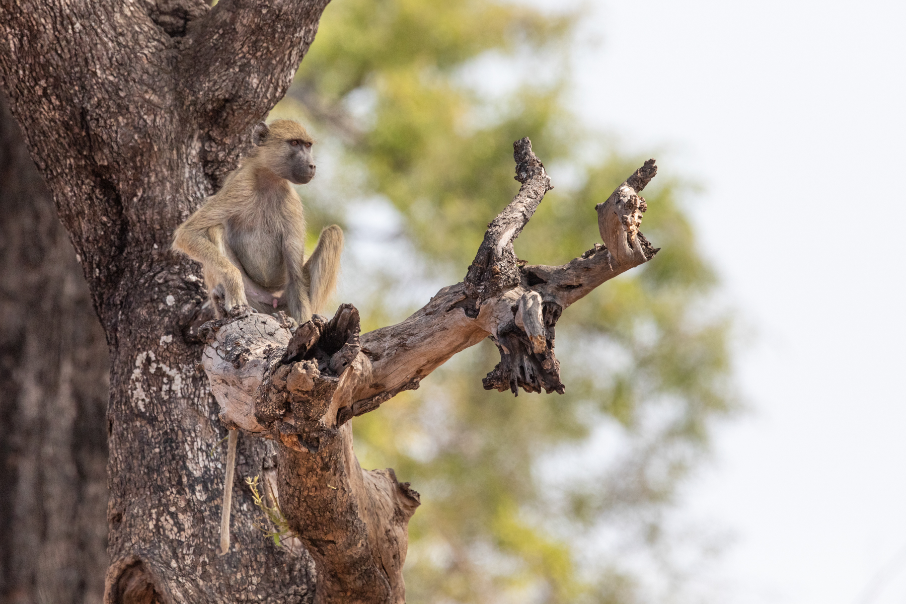 A young Yellow Baboon on watch duty (image by Inger Vandyke)