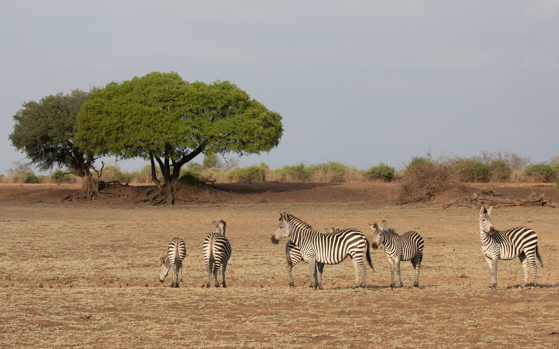 A small dazzle of zebras graze on the drying grasses in the bed of a Luangwa River tributary (image by Inger Vandyke)