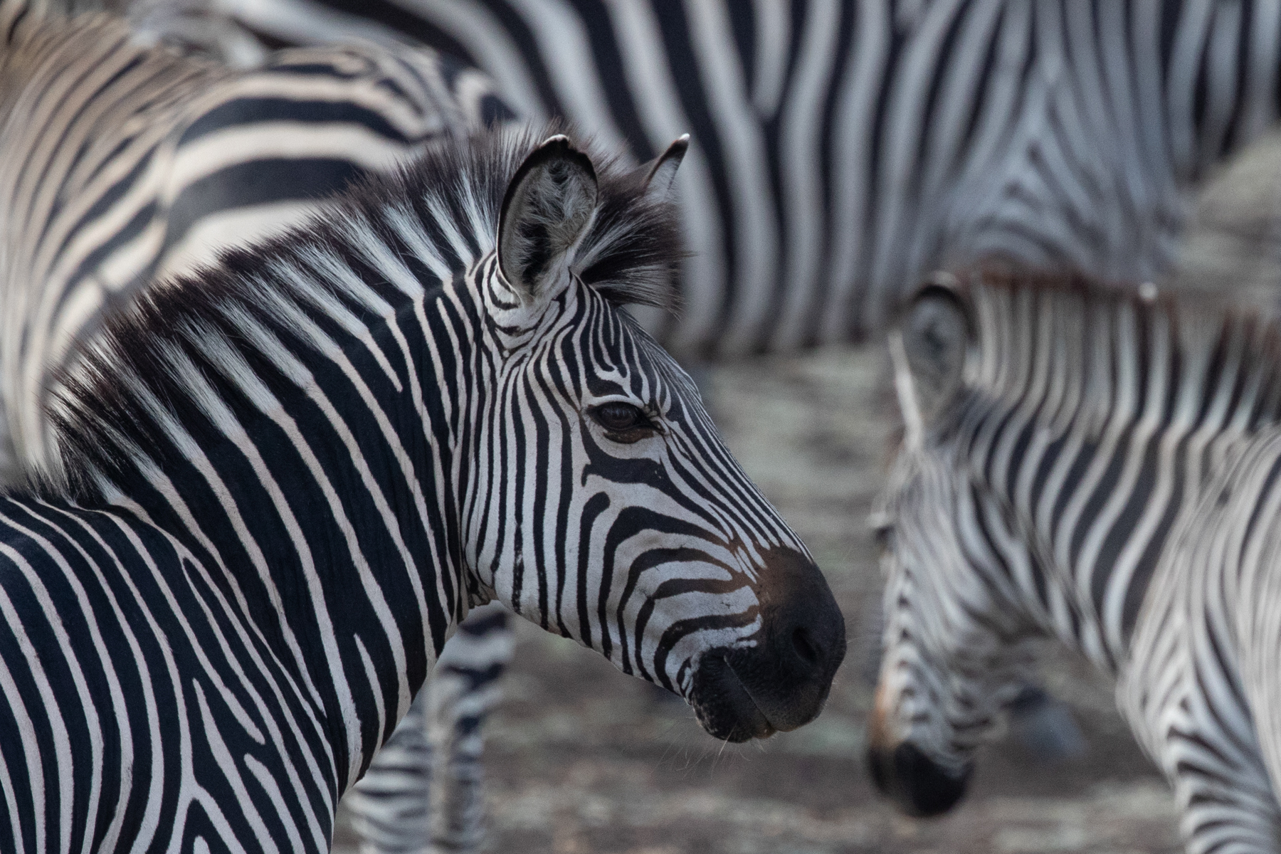 Portrait of a zebra in a dazzle (image by Inger Vandyke)