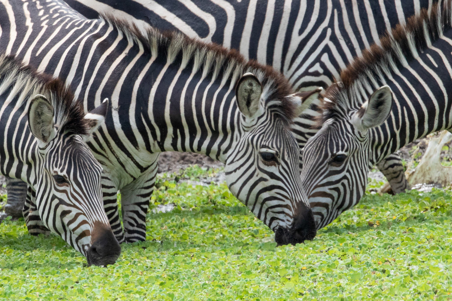 A dazzle of zebras drinking from a pool filled with water hyacinth (image by Inger Vandyke)