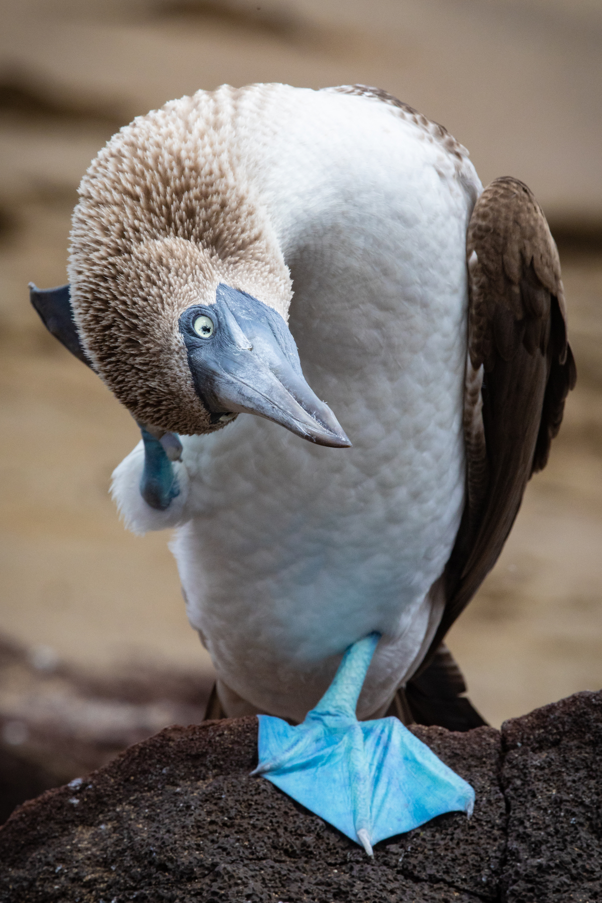 Blue-footed Booby satisfying an itch (image by Inger Vandyke)