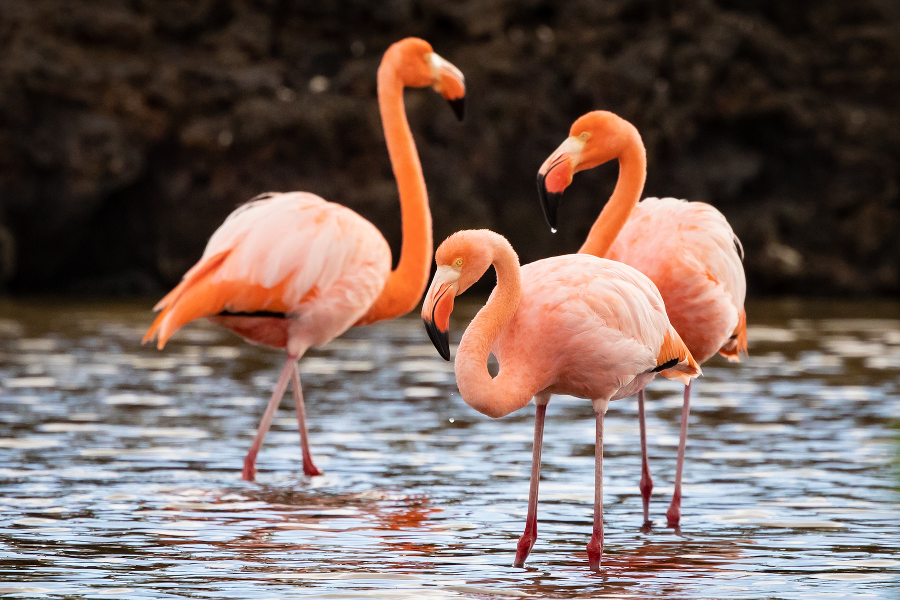 A small flock of Galapagos Flamingos on one of our photography landings in the islands (image by Inger Vandyke)