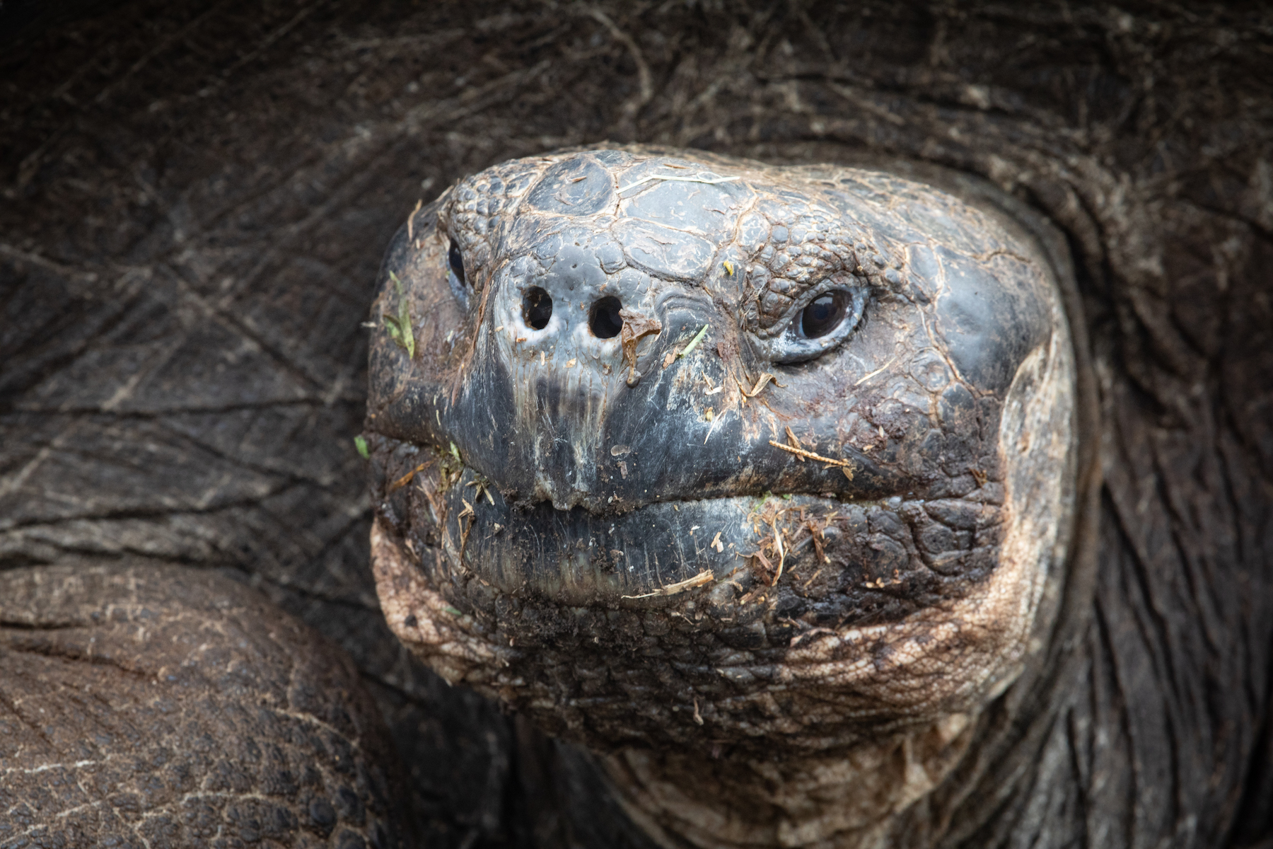One of the finer older gents of the Galapagos. Portrait of an elderly Galapagos Tortoise (image by Inger Vandyke)