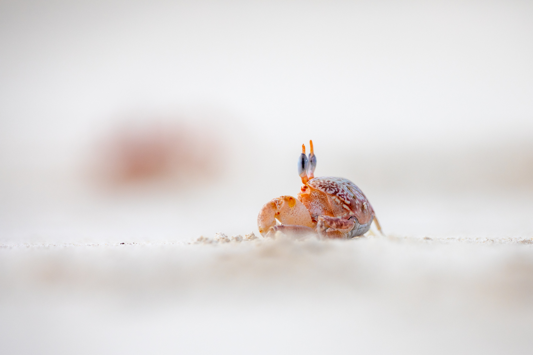 Focal plain shot of a Ghost Crab (image by Inger Vandyke)
