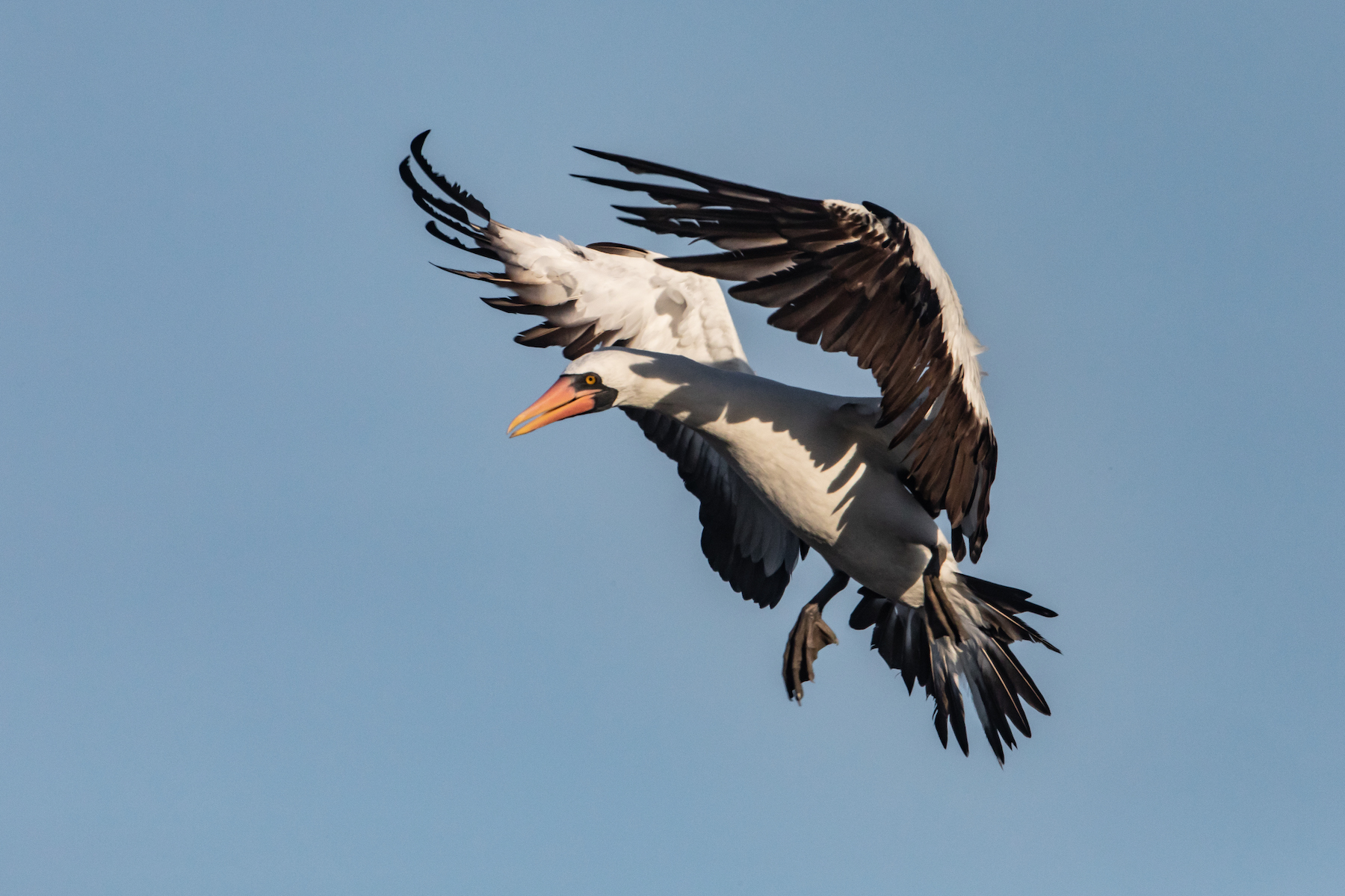 Nazca Booby in flight (image by Inger Vandyke)