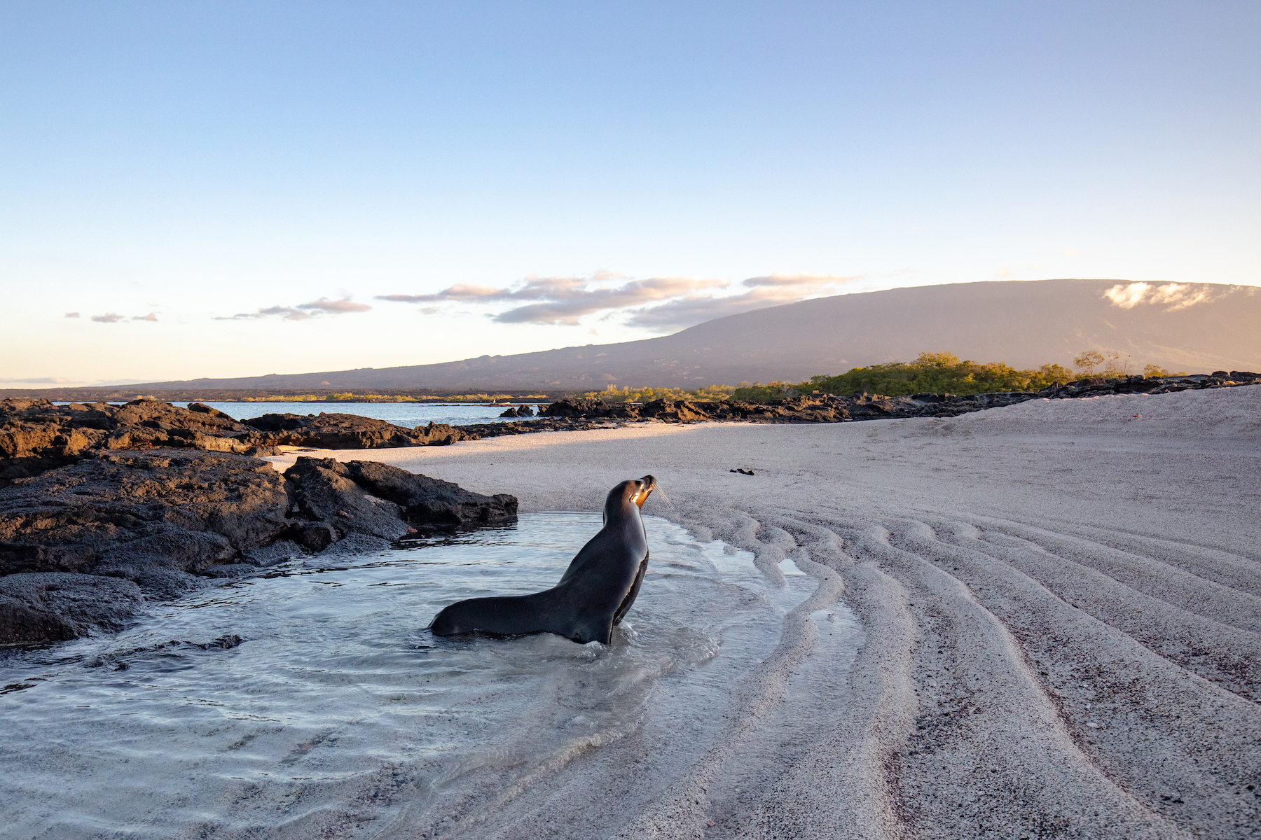A sea lion comes ashore in the evening light (image by Inger Vandyke)