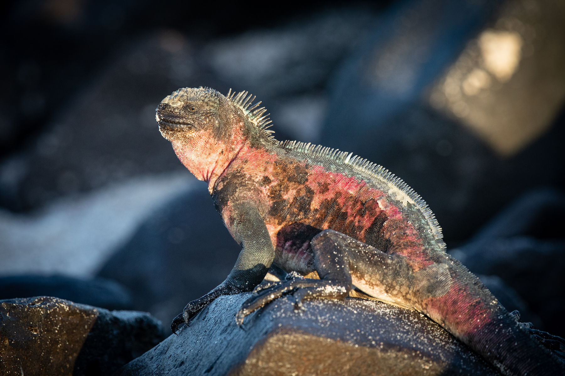 Sunset Iguana (image by Inger Vandyke)