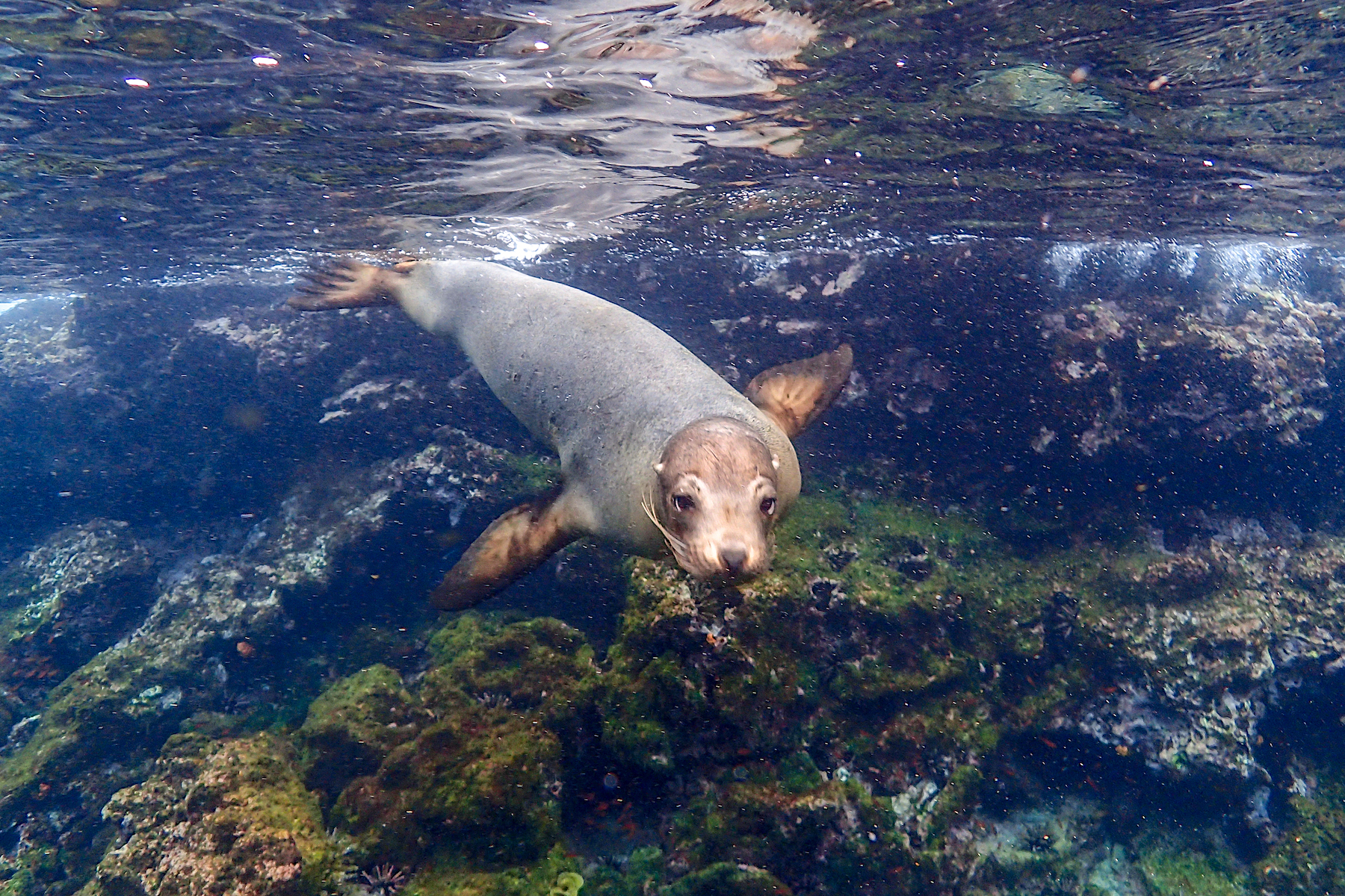 Even using a compact underwater camera, you can have a lot of fun photographing Galapagos sealions underwater (image by Inger Vandyke)